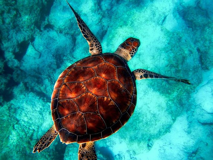 Du blir aldrig äldre än en havssköldpadda. Äldsta havssköldpaddan blev 175 år.